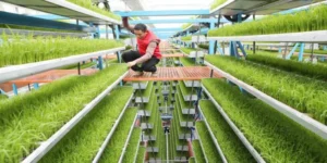 China-Membuat-Teknologi-Kebun-Yang-Canggih