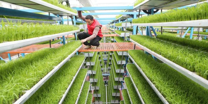 China Membuat Teknologi Kebun Yang Sangat Canggih